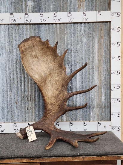 Awesome Alaskan Self Standing Moose Antler Paddle