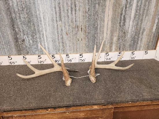 Nice 4x4 Whitetail Shed Antlers