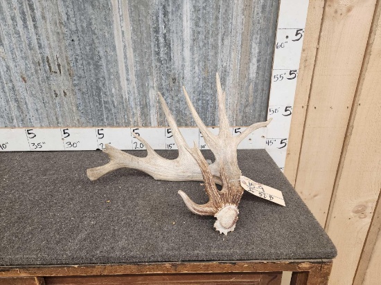 122 4/8" Single Whitetail Shed Antler