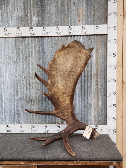 Beautiful Self Standing Alaskan Moose Antler Paddle