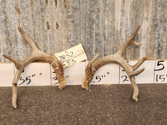 Cool Little Main Frame 4x5 Whitetail Shed Antlers