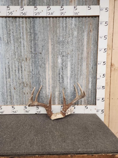 Wild 4x5 Whitetail Antlers On Skull Plate
