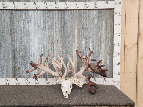 Monster 378" Whitetail Antlers On Skull