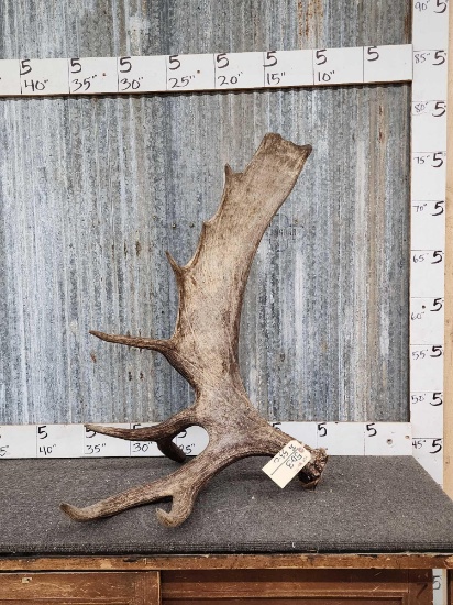 Awesome Alaskan Self Standing Moose Antler Paddle