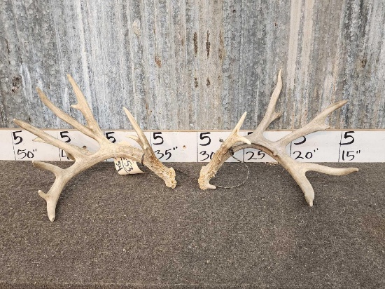 Gnarly Set Of Whitetail Shed Antlers