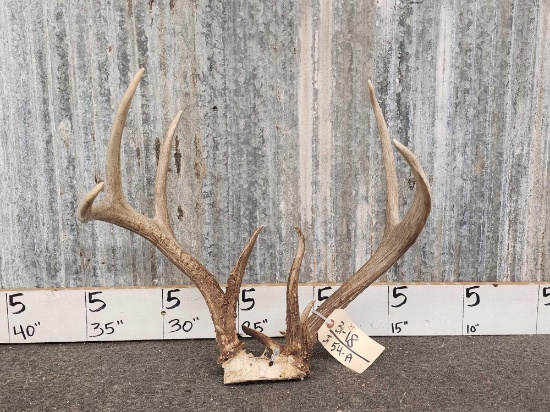 145" Freak Wild Whitetail Antlers On Skull Plate
