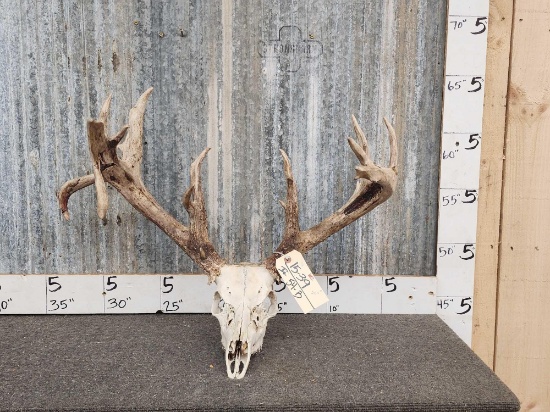 204" Whitetail Antlers On Skull