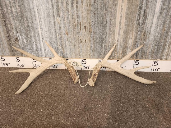 Set of 5x5 Whitetail Shed Antlers