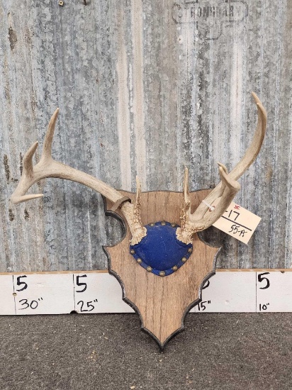 Double Main Beam Mini Monster Whitetail Antlers On Plaque