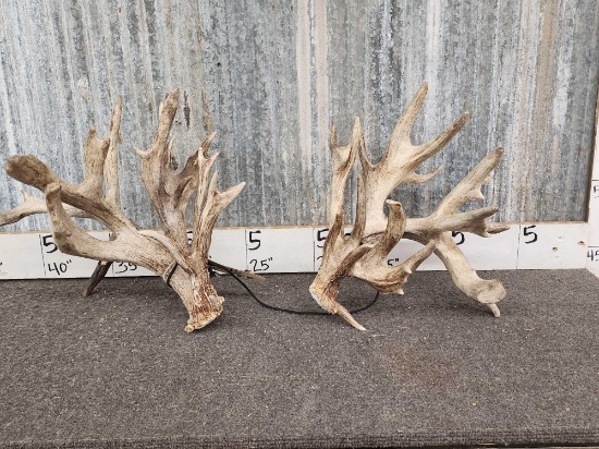 Giant 300 Class Whitetail Shed Antlers