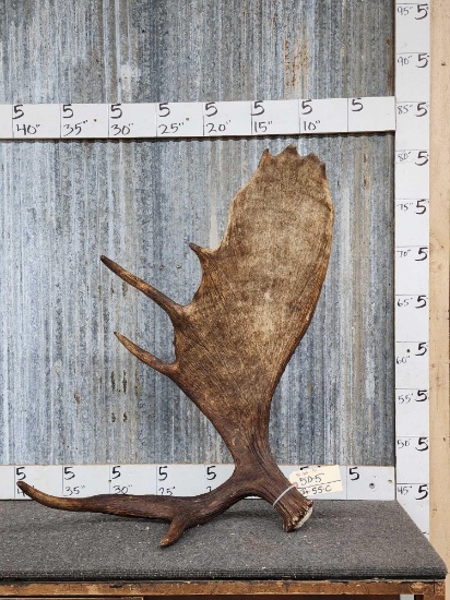 Beautiful Self Standing Moose Shed Antler