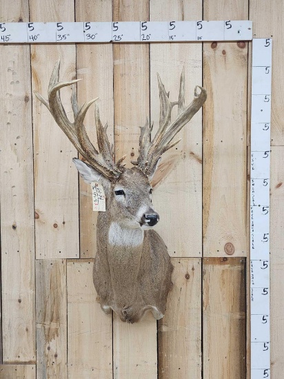 Bruce Jameson Buck Reproduction Shoulder Mount Taxidermy
