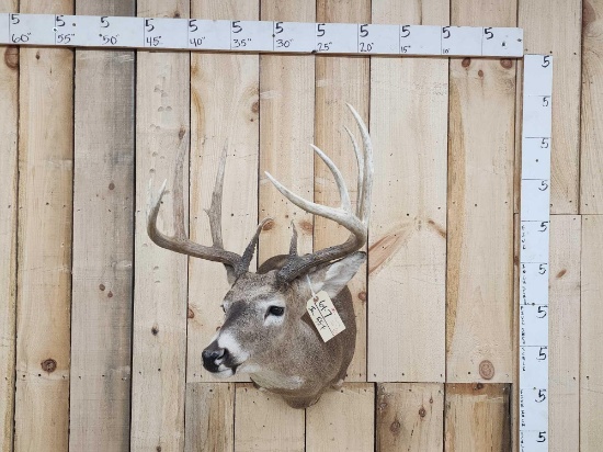 160 Class 5x5 Whitetail Shoulder Mount Taxidermy