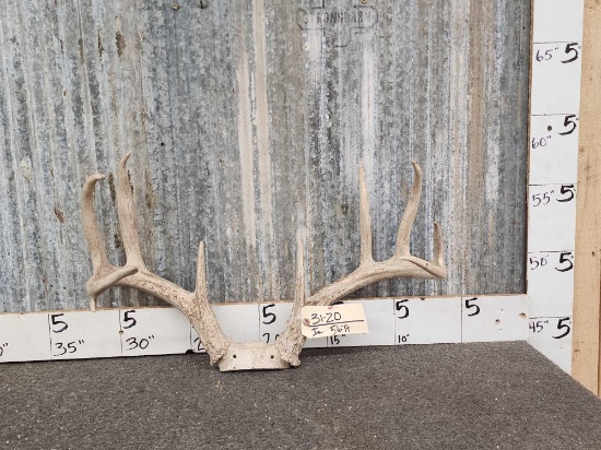 4x5 Whitetail Antlers On Skull Plate