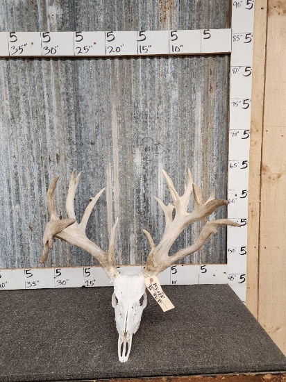 235" Whitetail Antlers On Skull