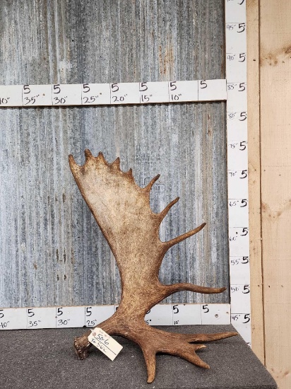 Nice Self Standing Alaskan Moose Antler Paddle