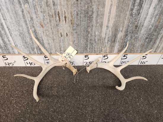 5x5 Whitetail shed Antlers