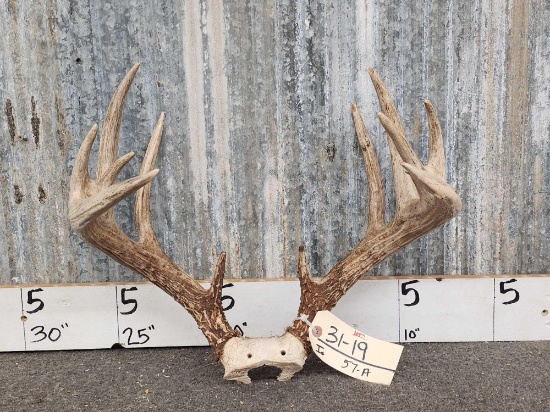 147" Wild Whitetail Antlers On Skull Plate