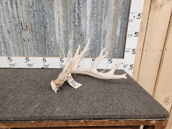96" Whitetail Shed Antler