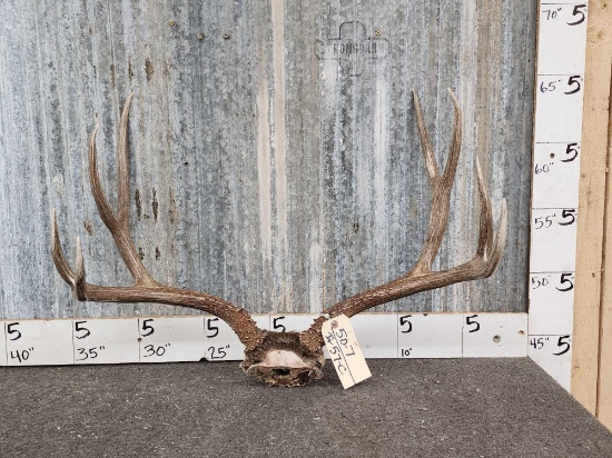 Big 4x4 Mule Deer Antlers On Skull Plate