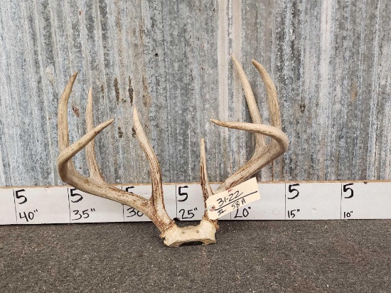 4x4 Whitetail Antlers On Skull Plate