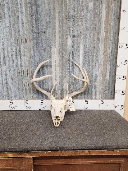 3x4 Whitetail Antlers On Skull
