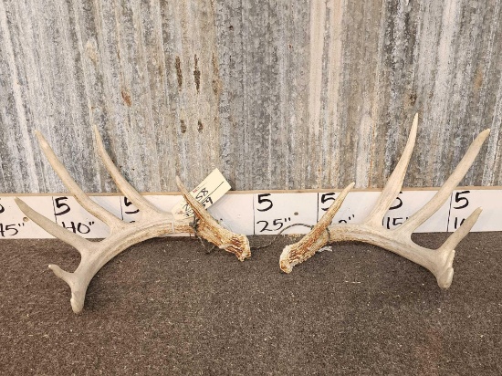 6x6 Whitetail Shed Antlers