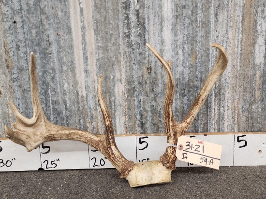 Crazy Freak Whitetail Antlers On Skull Plate