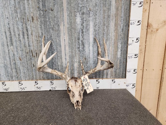 4x4 Whitetail Antlers On Skull