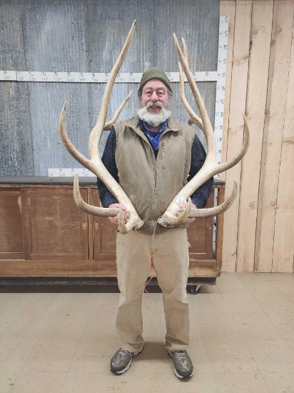 BIG Heavy 6x7 Elk Shed Antlers