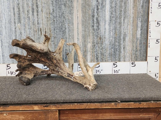 Giant Whitetail Cut Off Antler