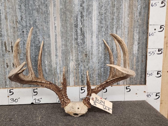Wild 161 3/8" Whitetail Antlers On Skull Plate