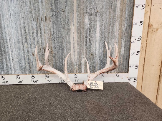 167" Whitetail Antlers On Skull Plate