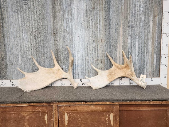 2 Weathered Moose Shed Antlers