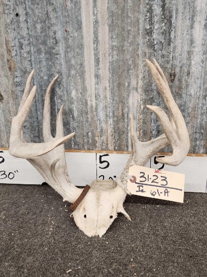 Freak Mini Monster Whitetail Antlers On Skull Plate