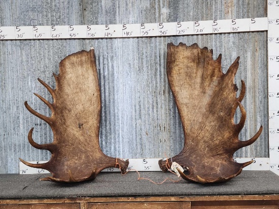 Set of MONSTER Alaskan Moose Antlers