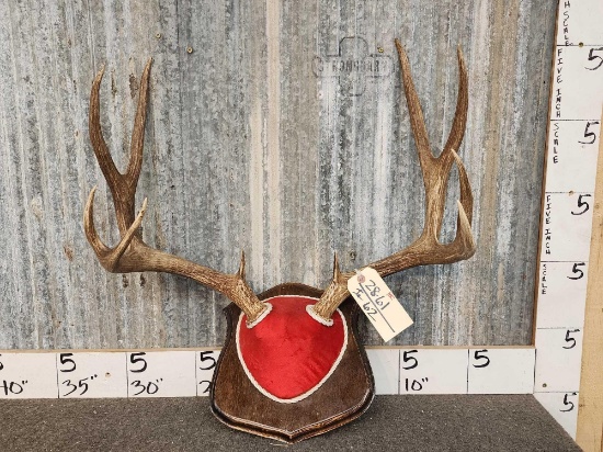5x5 Mule Deer Antlers On Plaque