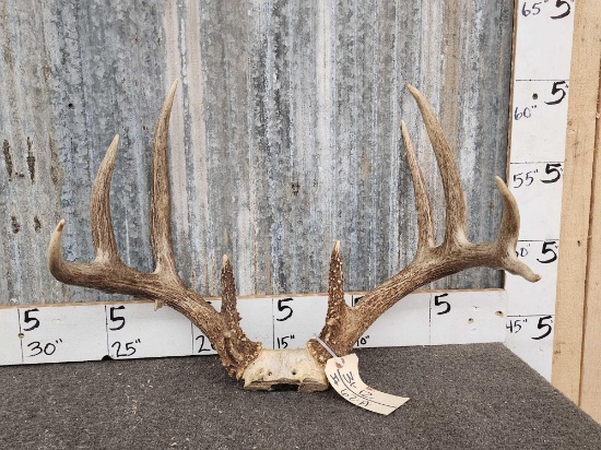 160" 4x5 Whitetail Antlers On Skull Plate