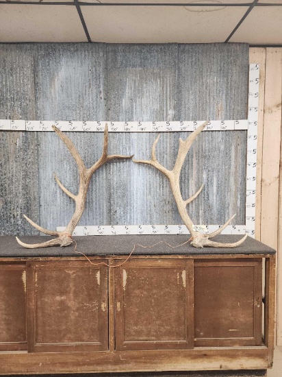Big Heavy Mass 6x7 Elk Shed Antlers