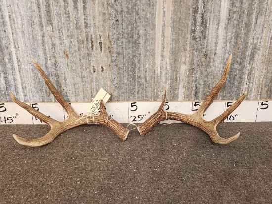 Nice 4x4 Whitetail Shed Antlers