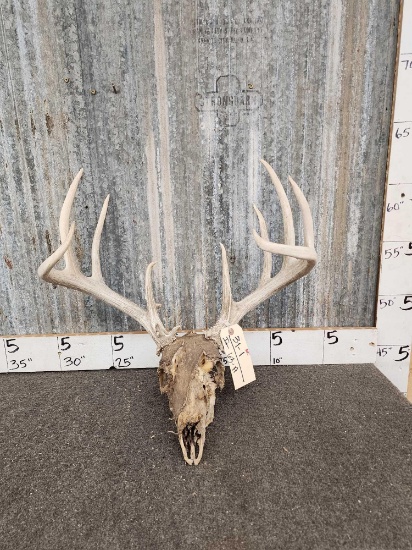154" Whitetail Antlers On Skull