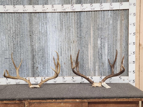 2 Sets Of Mule Deer Antlers On Skull Plate
