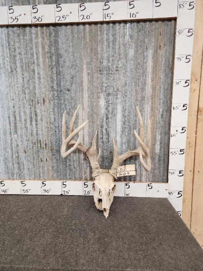 174" Wild Whitetail Antlers On Skull