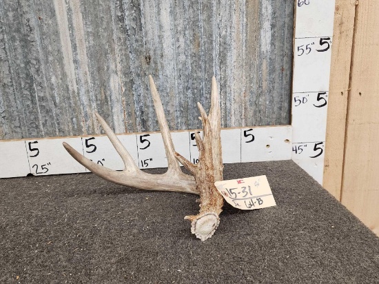 74" Whitetail Shed Antler
