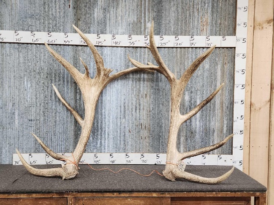 GIANT Set Of Elk Shed Antlers