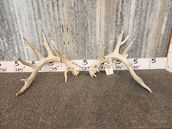 170 Class Whitetail Shed Antlers