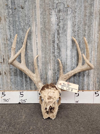 Nice 4x4 Whitetail Antlers On Skull Plate