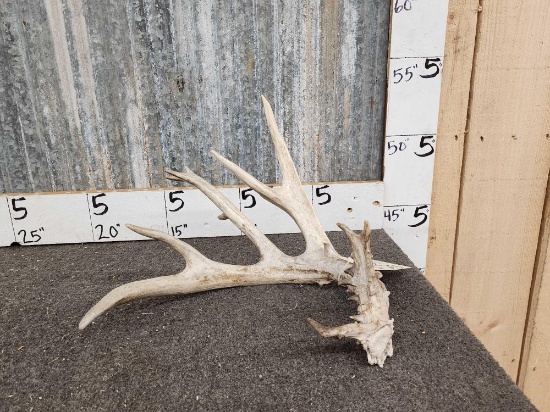 81" Whitetail Shed Antler