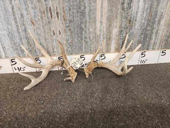 Neat Set Of Main Frame 5x5 Whitetail Shed Antlers