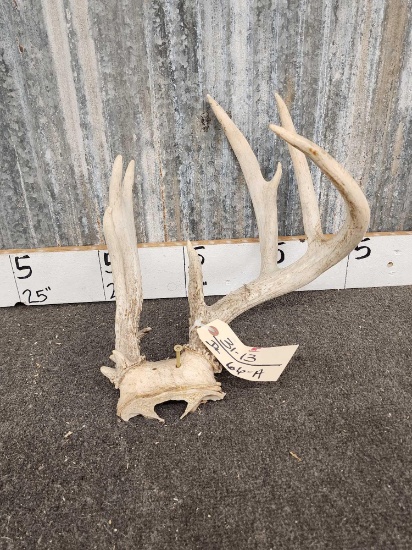 Freak Whitetail Antlers On Skull Plate